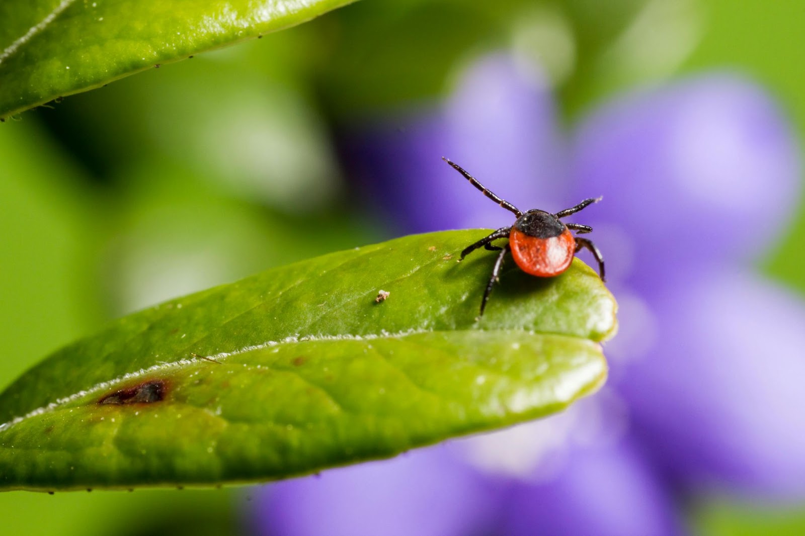 Picture of Tick Removal for Dogs Without Tweezers: Safe Methods to Try