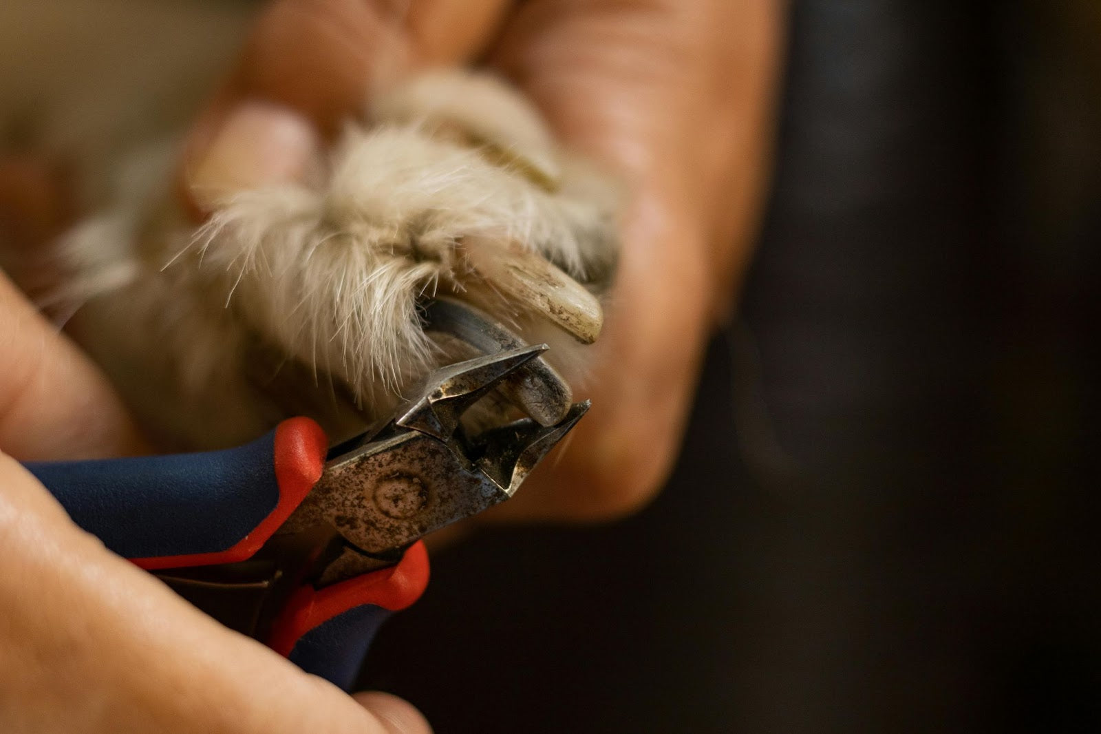 Image showcasing How to Use Dog Nail Clippers with Guard for Even Trims