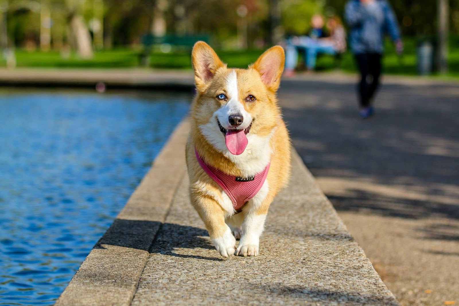 Dog Walking by Lake